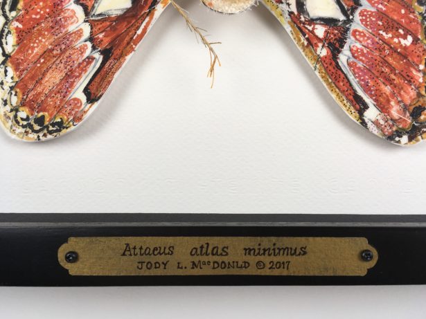 Attacus atlas minimus