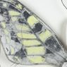 Papilio machaon phasma